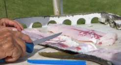 Cuda AquaTuff Fillet Knifes With Blade Cover 11 Cuda AquaTuff Fillet Knifes With Blade Cover -Fishing Shop cuda aquatuff fillet knifes with blade cover 54461.1676038842